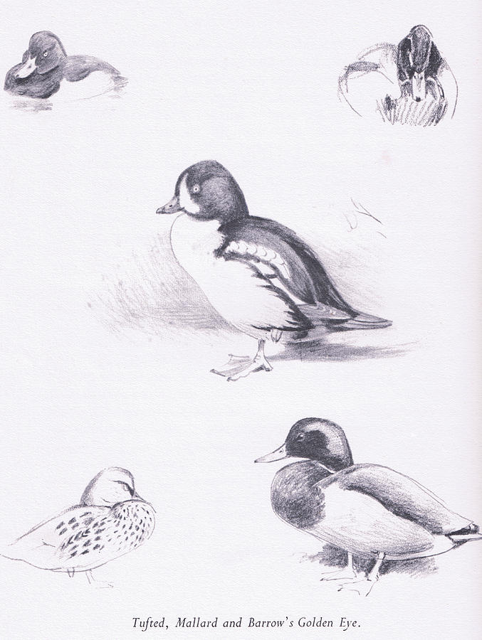 Duck Drawing - Tufted Ducks, Mallards, Barrows Goldeneye by Archibald Thorburn