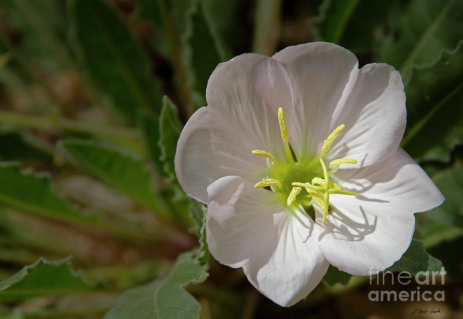 Tufted Evening Primrose-Signed-#3658 Photograph by J L Woody Wooden