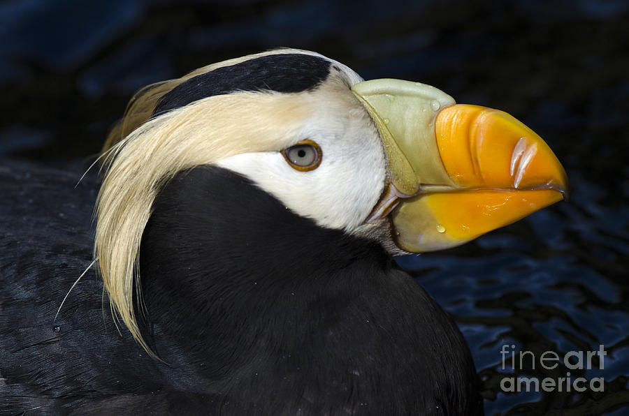 Puffin Photograph - Tufted Puffin 1 by Bob Christopher