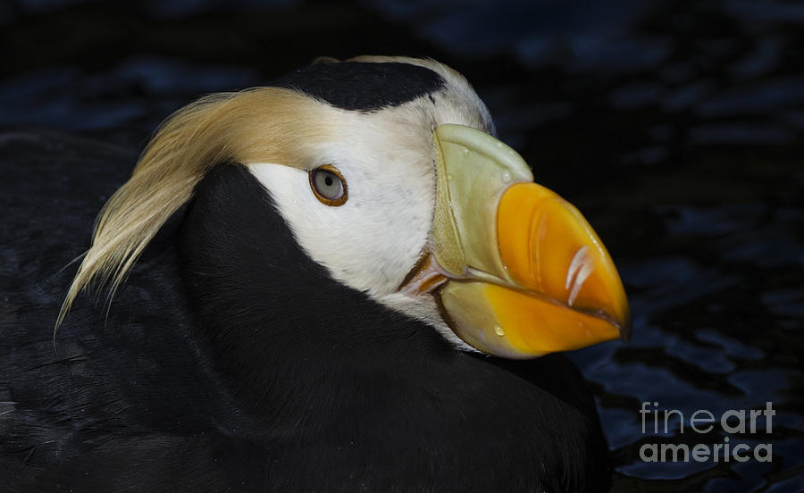 Puffin Photograph - Tufted Puffin 2 by Bob Christopher