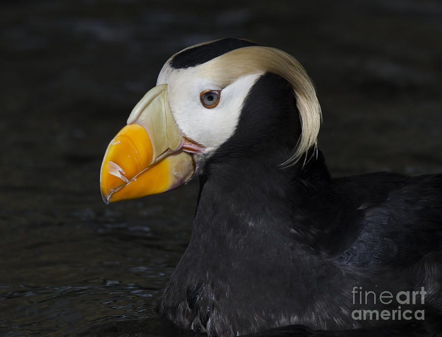 Puffin Photograph - Tufted Puffin 6 by Bob Christopher