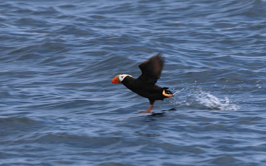 Tufted Puffin Photograph by Christy Pooschke