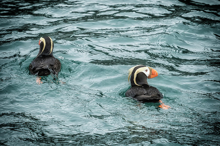 Tufted Puffin Pair Photograph by Belinda Greb
