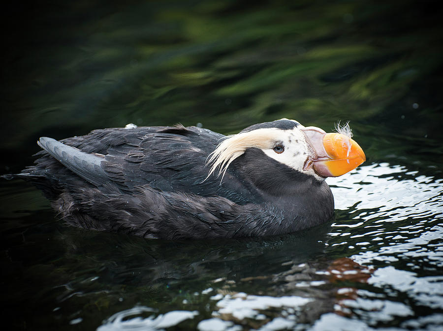 Tufted Puffin Photograph by Robert Potts