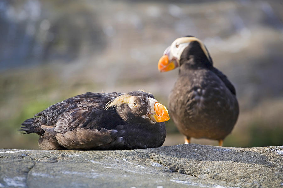 Tufted Puffins Photograph by Buddy Mays