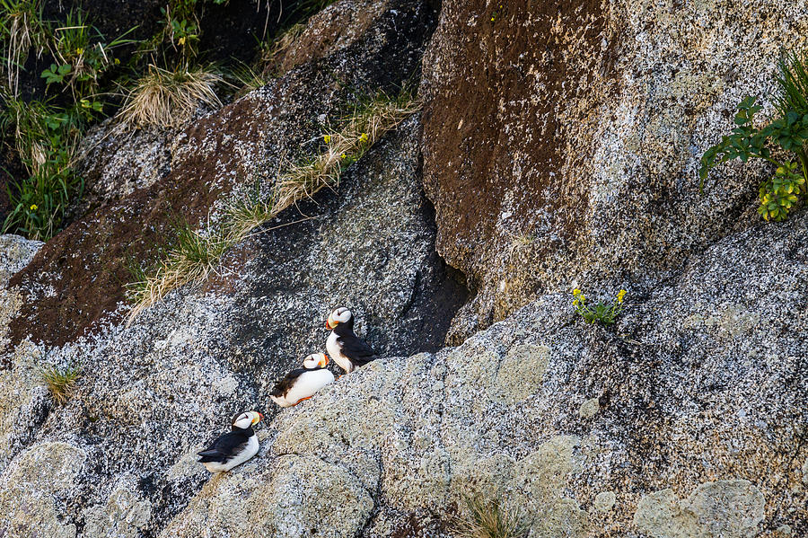 Tufted Puffins on Cliff Photograph by Scott Slone