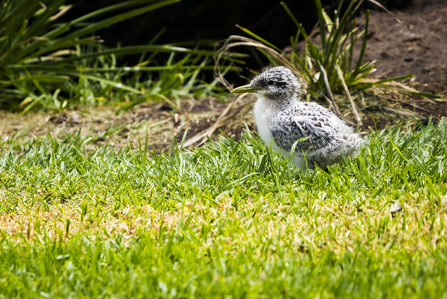 Crested Tern Chick - Montague Island - NSW - Australia Photograph by Steven Ralser
