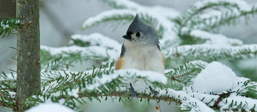 Tufted Titmouse 016 Photograph by Michael Peychich