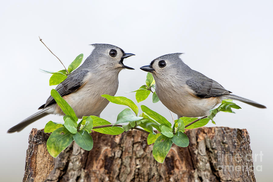 Tufted Titmice Photograph by Bonnie Barry