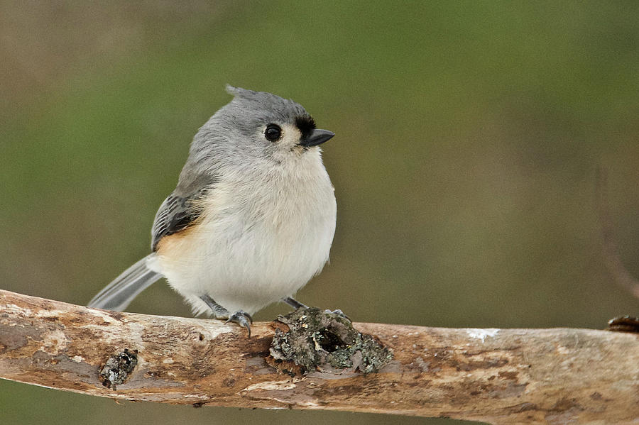 Tufted Titmouse 012 Photograph by Michael Peychich