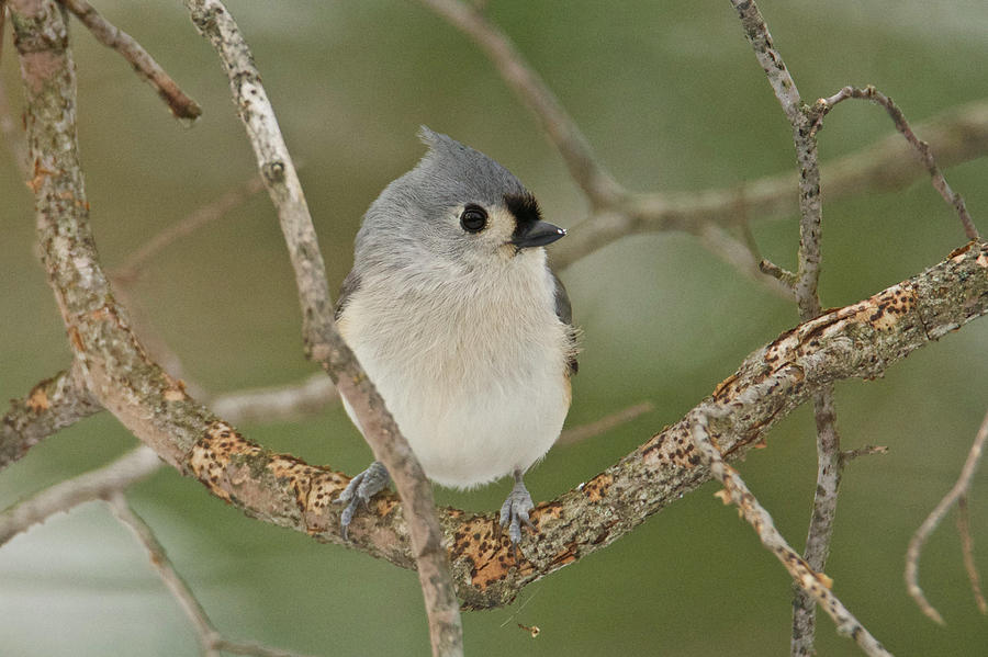Tufted Titmouse 013 Photograph by Michael Peychich