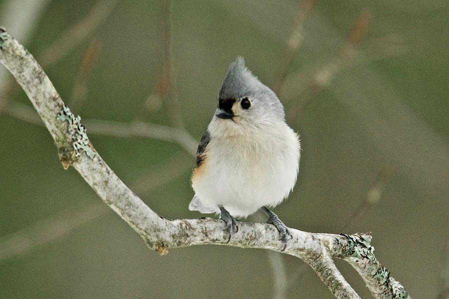 Tufted Titmouse 021 Photograph by Michael Peychich