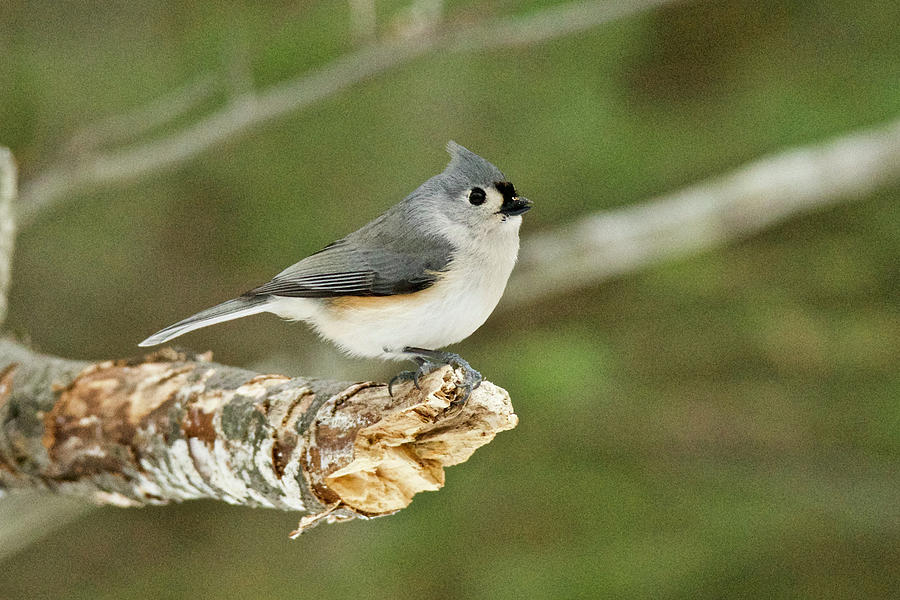 Tufted Titmouse 019 Photograph by Michael Peychich