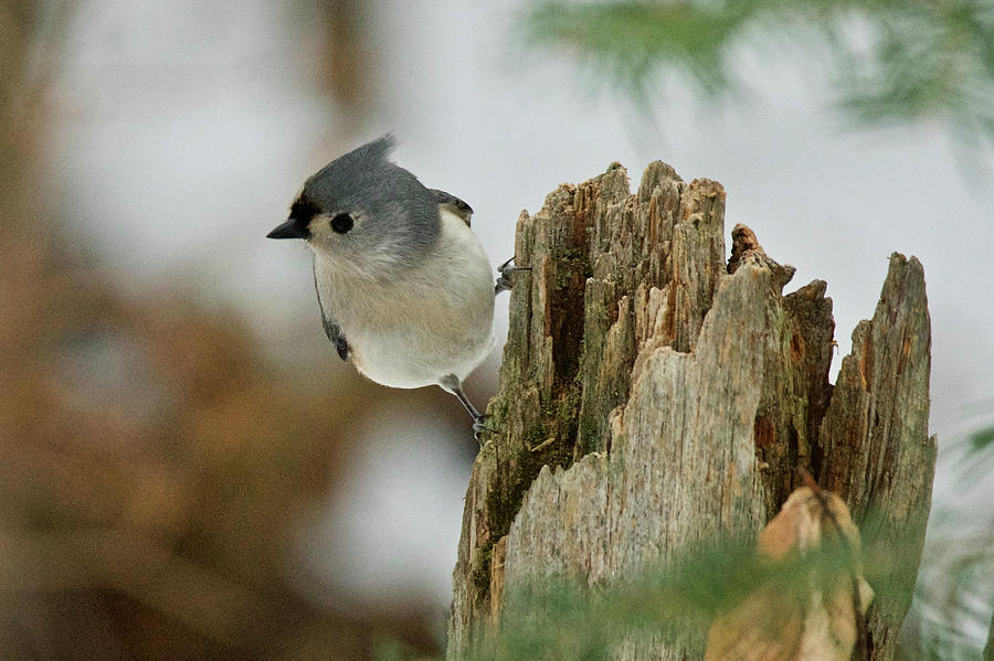 Tufted Titmouse 020 Photograph by Michael Peychich