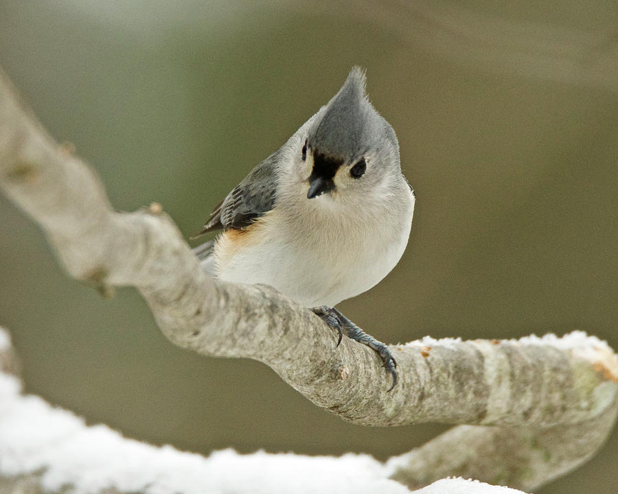 Tufted Titmouse 1686 Photograph by Michael Peychich