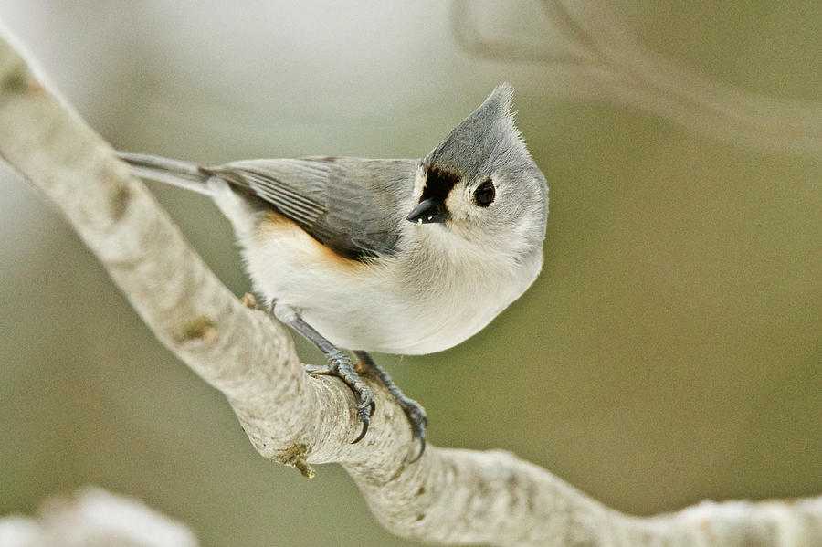 Tufted Titmouse 1690 Photograph by Michael Peychich
