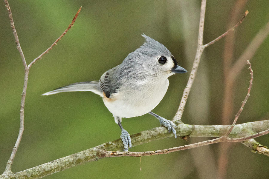 Tufted Titmouse 4265 Photograph by Michael Peychich