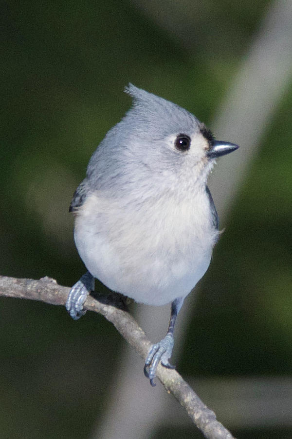 Tufted Titmouse 7952 Photograph by Michael Peychich