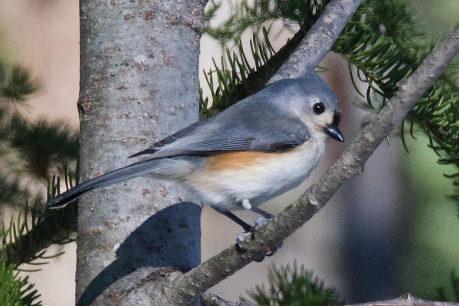 Tufted Titmouse 7955 Photograph by Michael Peychich