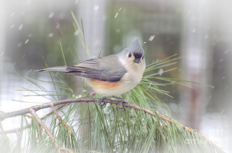 Tufted Titmouse - A Winter Delight Photograph by Kerri Farley