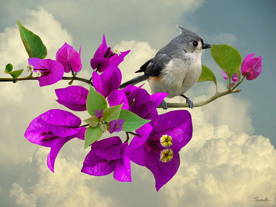 Tufted Titmouse and Purple Bougainvillea Digital Art by M Spadecaller