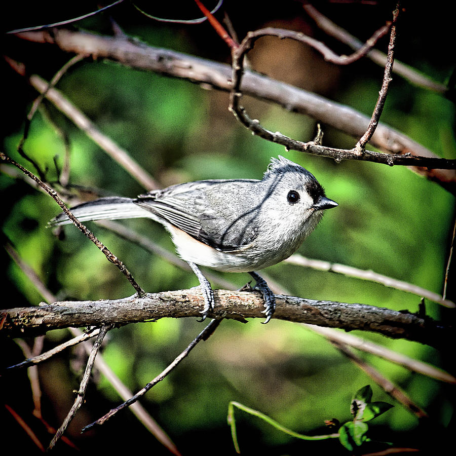 Tufted Titmouse by Andrew Chianese Tufted Titmouse by Andrew Chianese