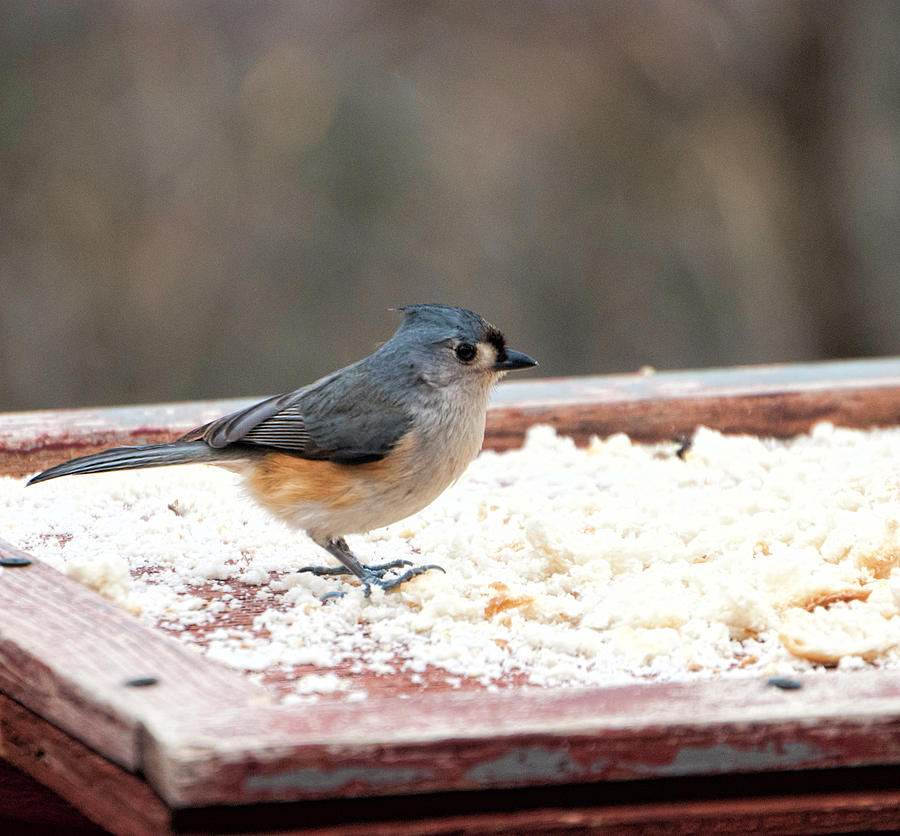 Titmouse Photograph - Tufted Titmouse at Backyard Feeder by Phyllis Taylor