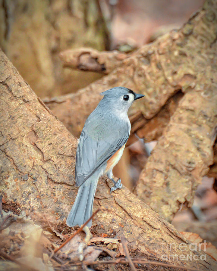 Tufted Titmouse at Bisset Park - Radford Virginia Photograph by Kerri Farley