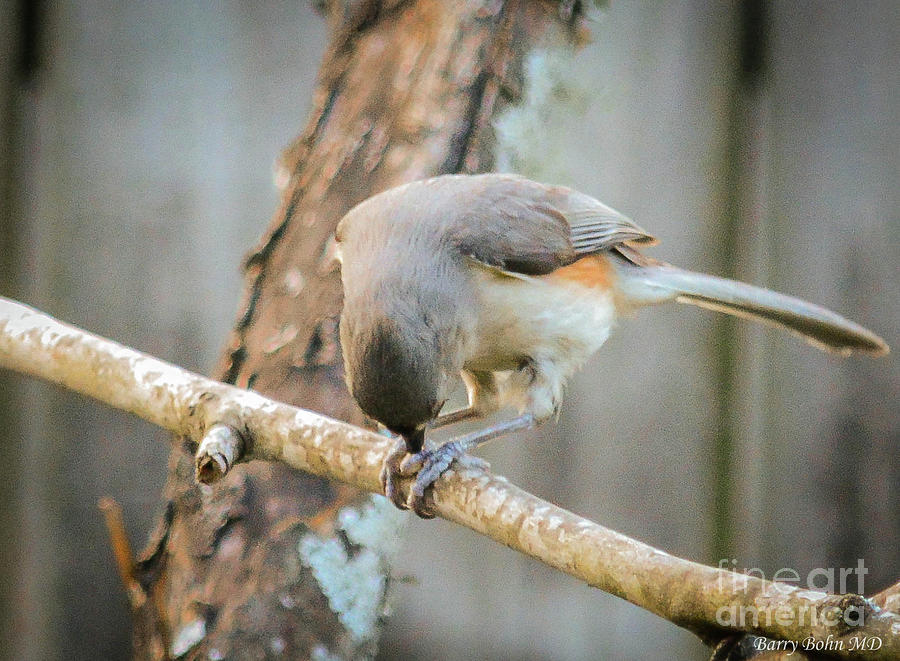 Tufted Titmouse at work Photograph by Barry Bohn