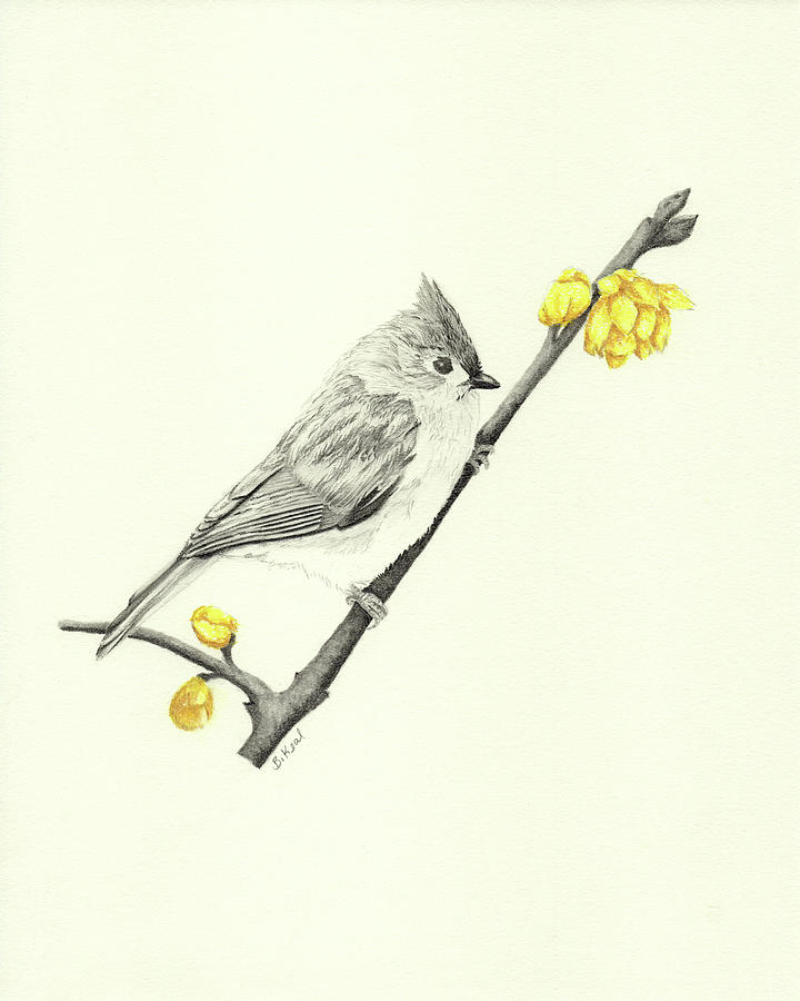 Bird Drawing - Tufted Titmouse by Belinda Keal