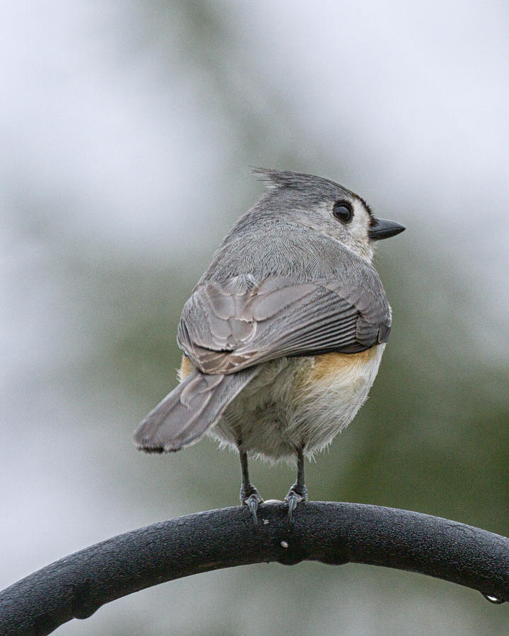 Tufted Titmouse  Photograph by Brian Caldwell