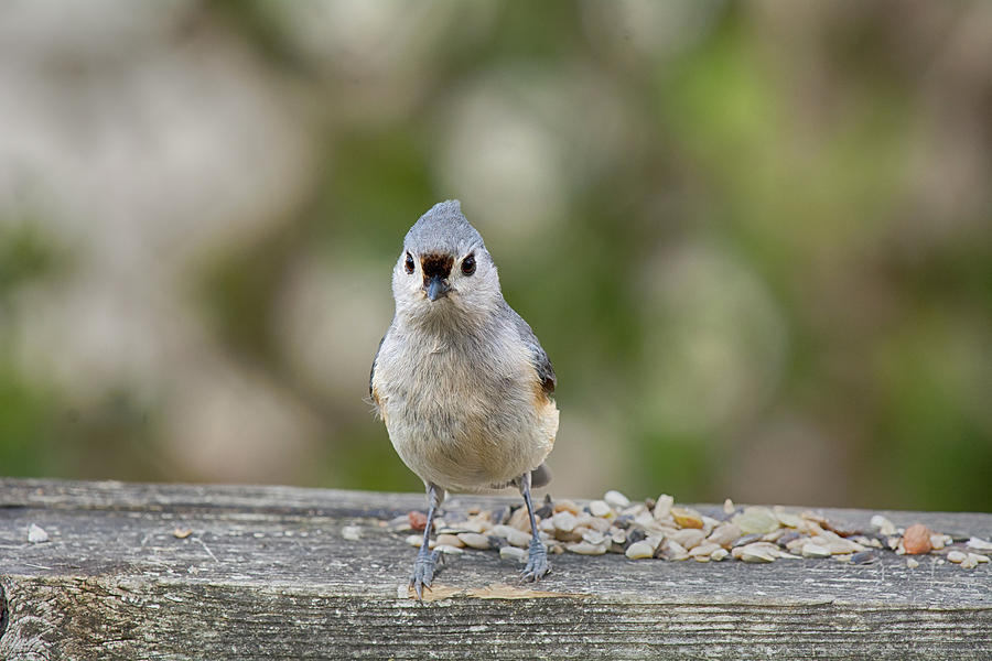 Tufted Titmouse by Chris White Photograph by C H Apperson