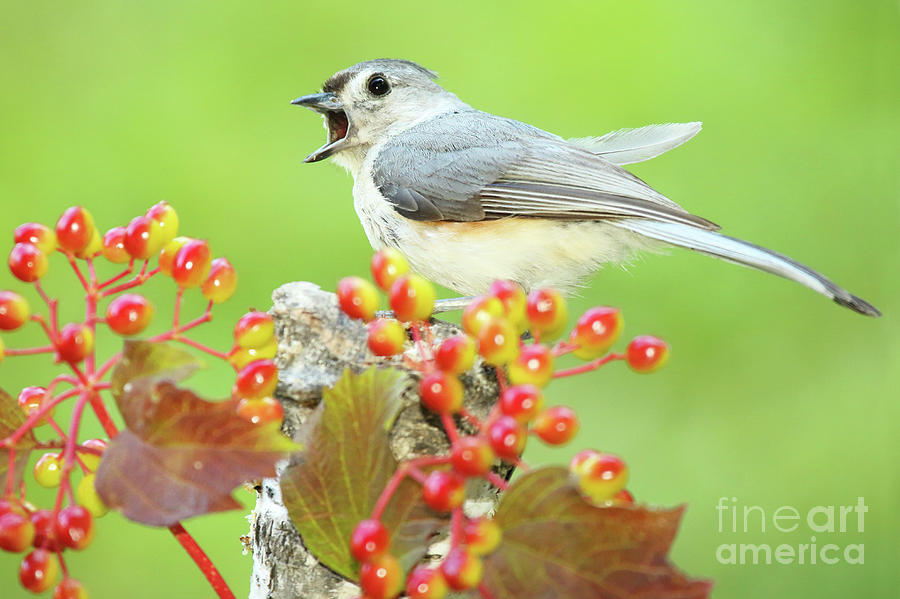 Tufted Titmouse Calling Photograph by Max Allen