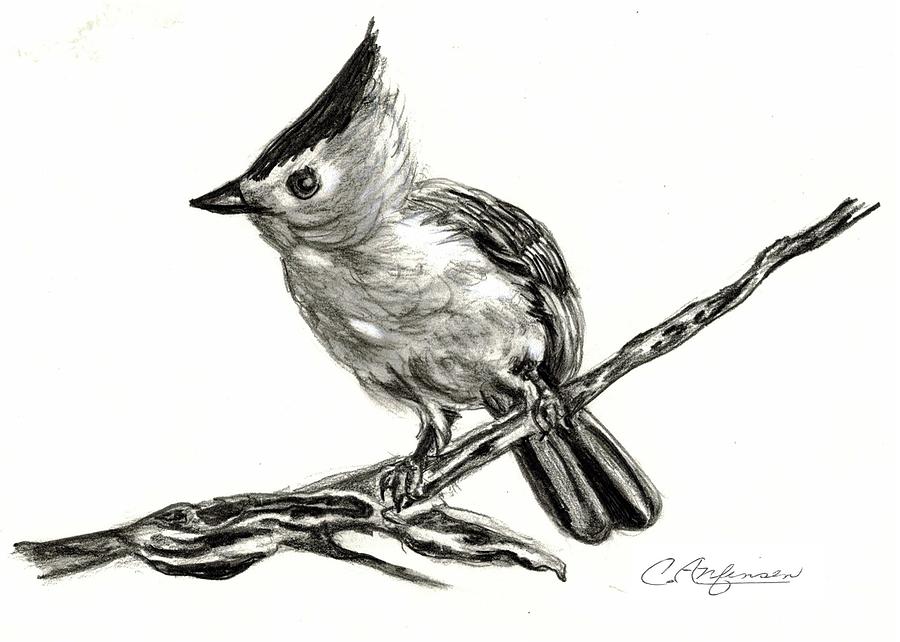 Tufted titmouse Drawing by Carol Allen Anfinsen