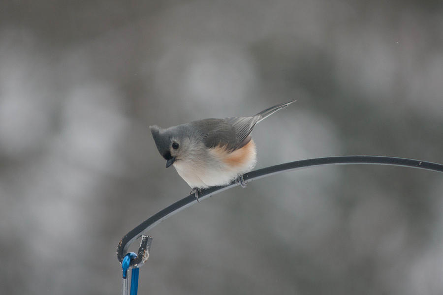 Feather Photograph - Tufted Titmouse by Craig Hosterman