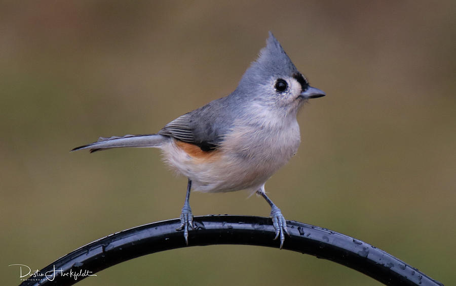 Tufted Titmouse Photograph by Dustin Huckfeldt - Fine Art America