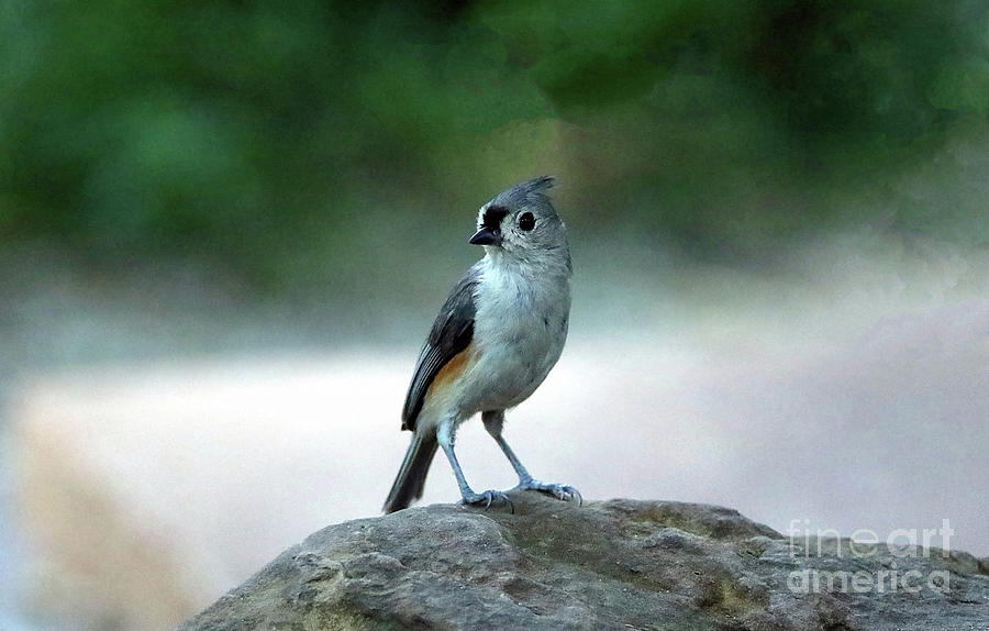 Tufted titmouse Photograph by Elizabeth Winter