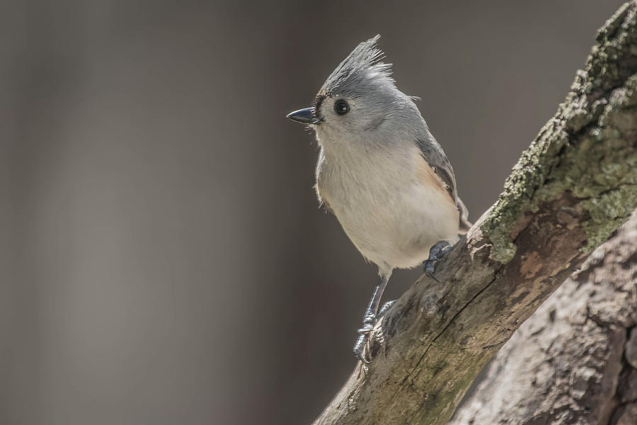 Tufted Titmouse Img 1 Photograph by Bruce Pritchett