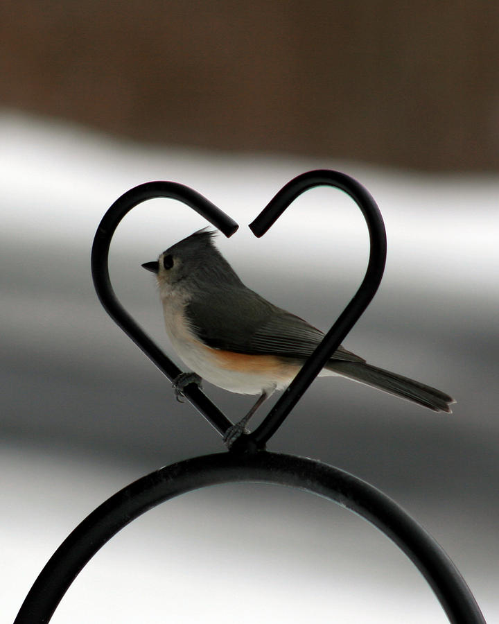 Tufted Titmouse in a Heart Photograph by George Jones