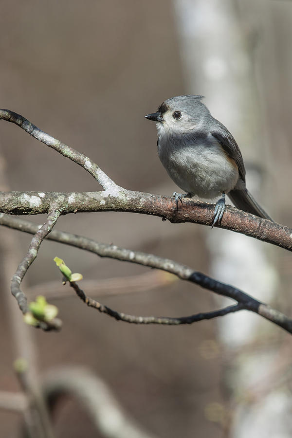 Tufted Titmouse in a Tree Photograph by John Haldane