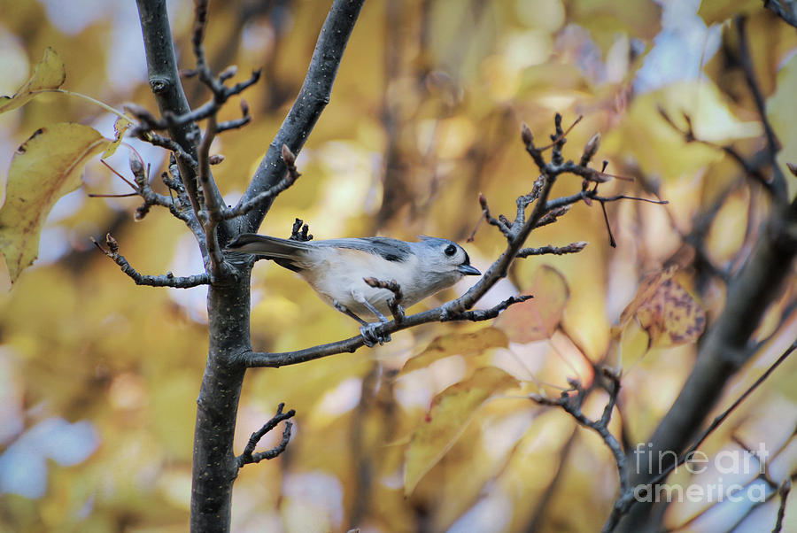 Tufted Titmouse in Autumn Photograph by Kerri Farley
