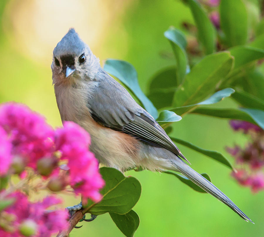 Tufted Titmouse In Crepe Myrtle Photograph by Jim Moore