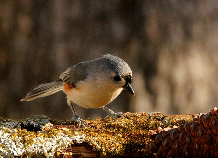 Tufted Titmouse in Fall Photograph by Sheila Brown