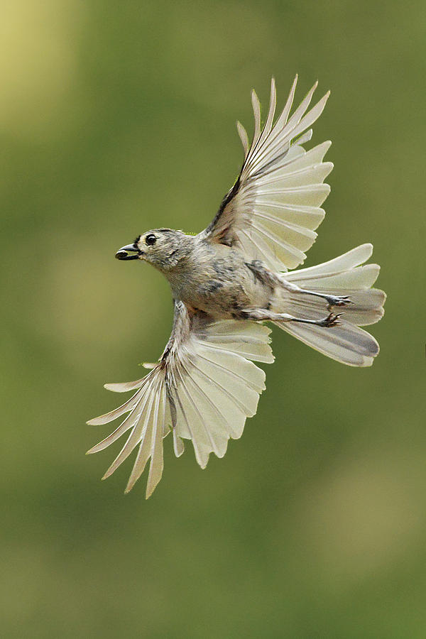 Titmouse Photograph - Tufted Titmouse In Flight by Alan Lenk
