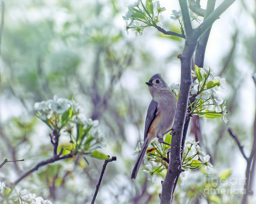Tufted Titmouse In Spring Blossoms Photograph by Kerri Farley