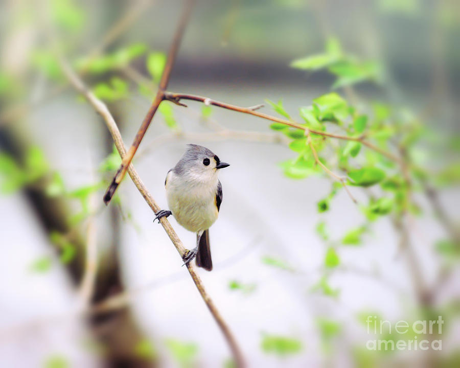 Tufted Titmouse In Spring Green Photograph by Kerri Farley
