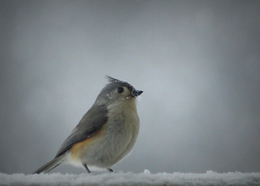 Tufted Titmouse in the Snow Photograph by Cricket Hackmann