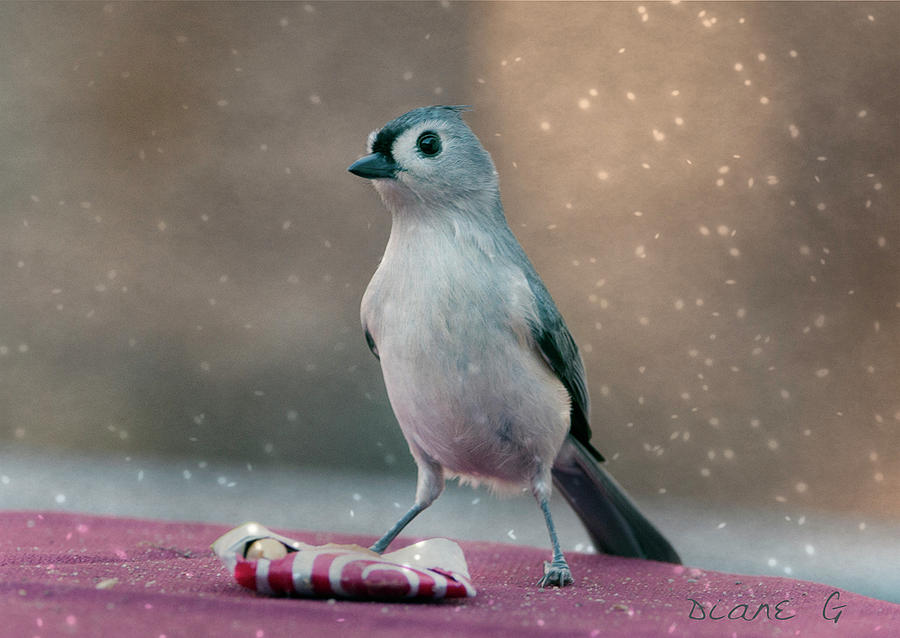 Tufted Titmouse in Winter Photograph by Diane Giurco