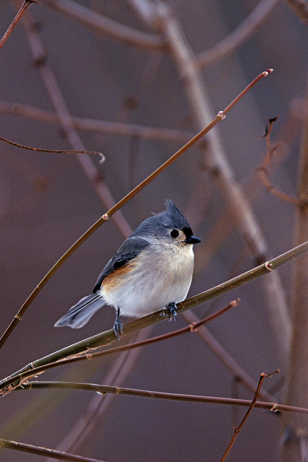 Tufted Titmouse in Winter Photograph by John Harmon