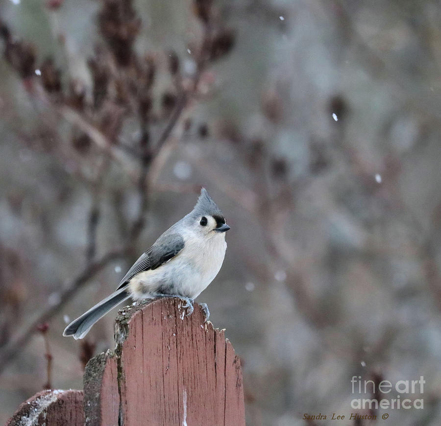 Tufted Titmouse In Winter Photograph by Sandra Huston